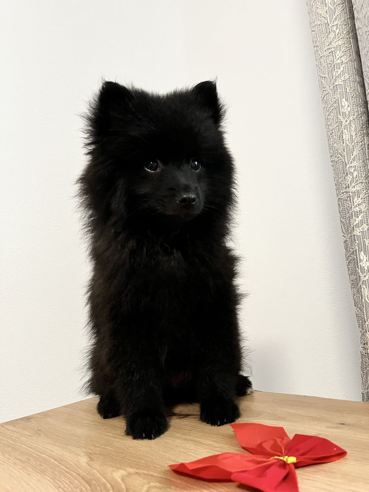 Pomeranian Mini Spitz