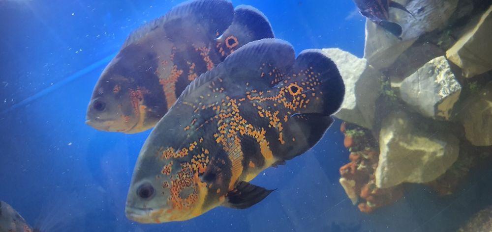 Продаются рыбки аквариумные