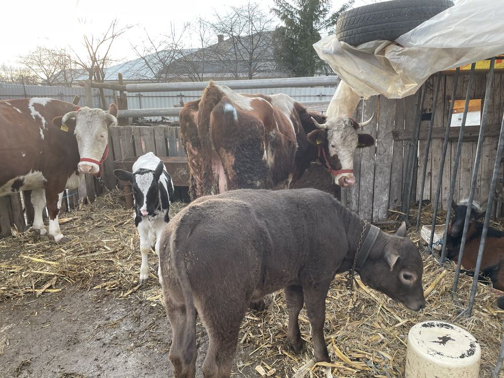 Vând vaca gestantă