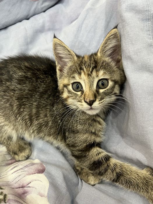 Котенок мейнкун помесь девочка