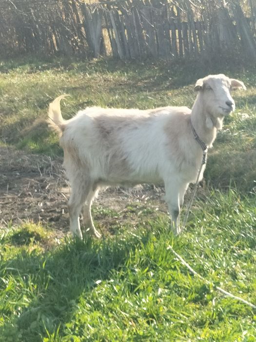 căprițe de vânzare