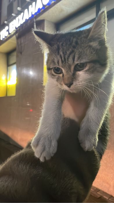 Бесплатно котенок