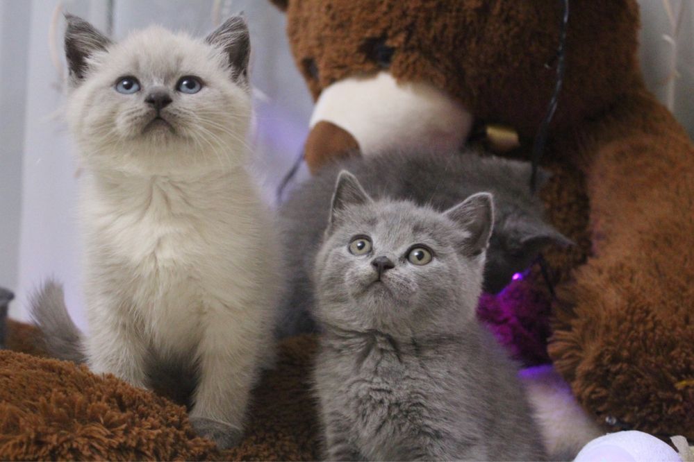 British shorthair, parinti cu pedigree, Cluj