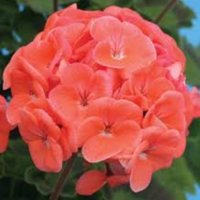 Пеларгония зональная. ,Барвинок.