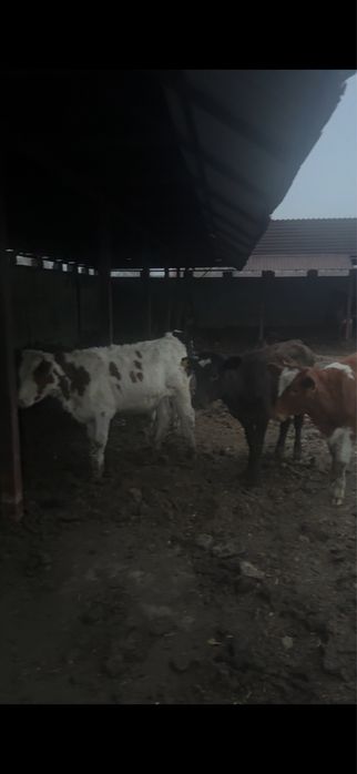 Продам племенные телки.