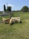 Femele Golden Retriever