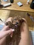 Poodle toy Пудел той