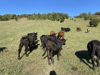 De vinzare 14 juninci si un taur angus toate au cf de origine