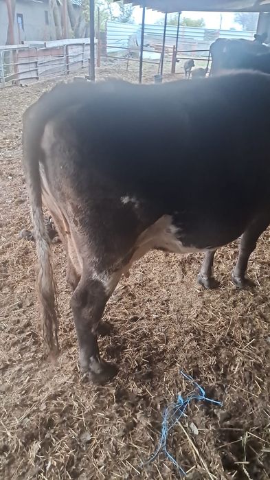 Vând  vaci cu lapte pret 7000 negociabil