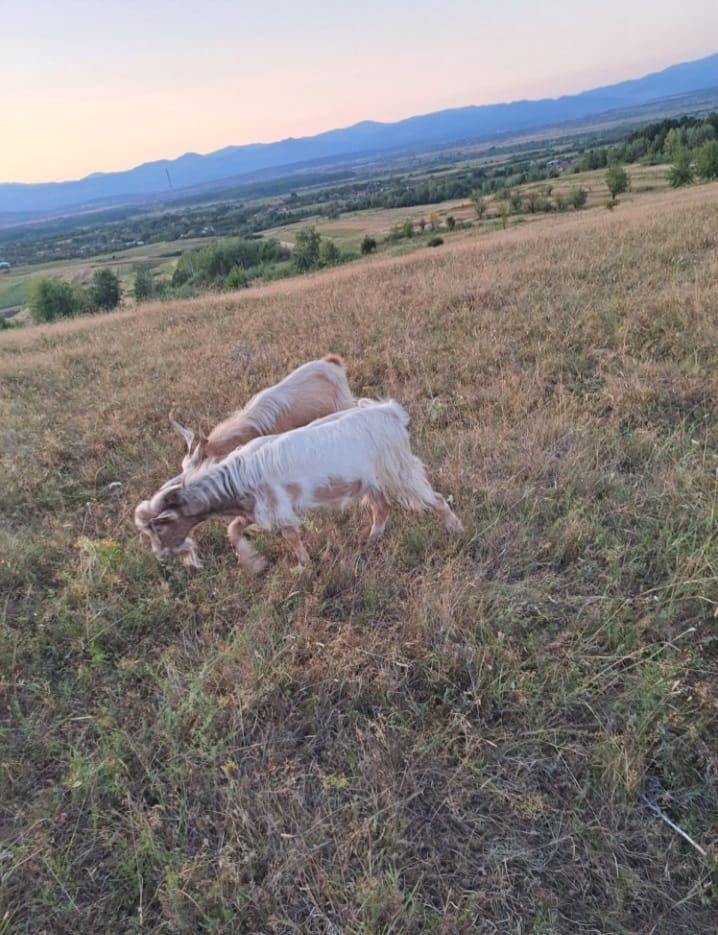 Vând țapi și iezi