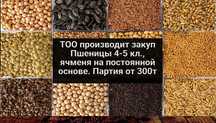Птицефабрика закупает пшеницу 4 и 5 класса