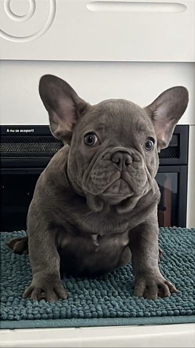 Bulldog francez fetita
