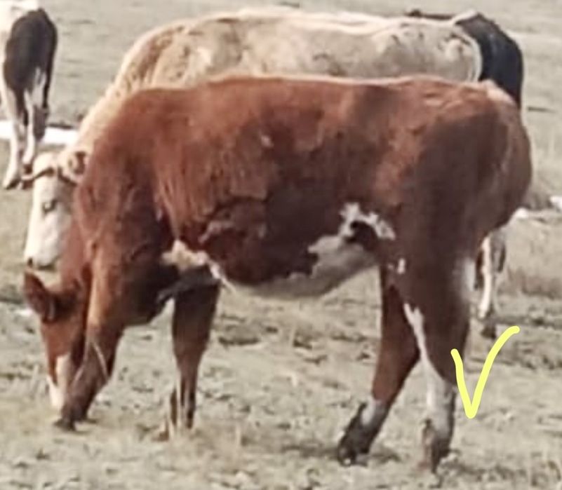 Продам тёлочку  1 ,7 мес. степная