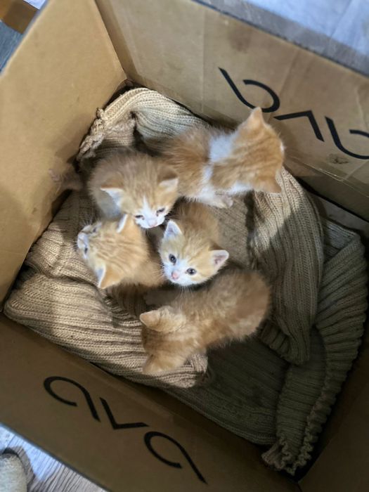 Отдам котя в добрые руки