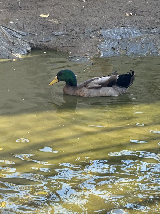 Rațe Rouen rasa pura 2025