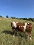 Vaca gestanta in 8 luni