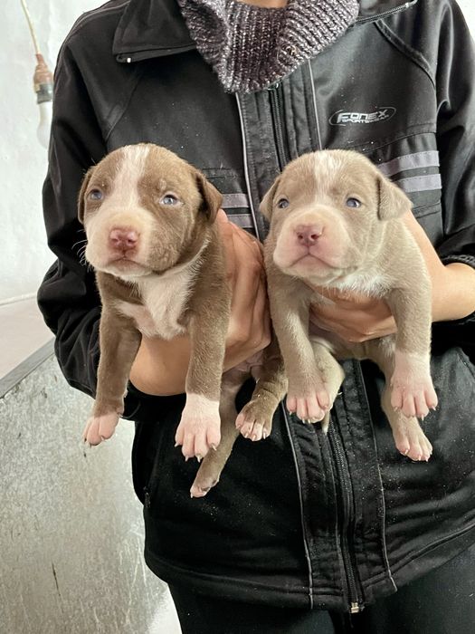 Американски Син питбул/American pitbull /blue nose