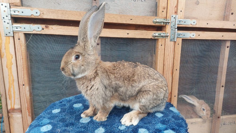 Vând Mascul Uriaș German