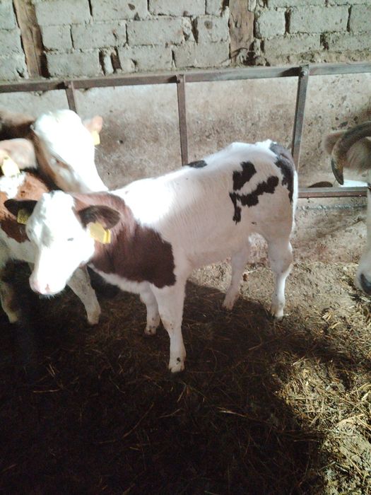 De vânzare vacă și viței