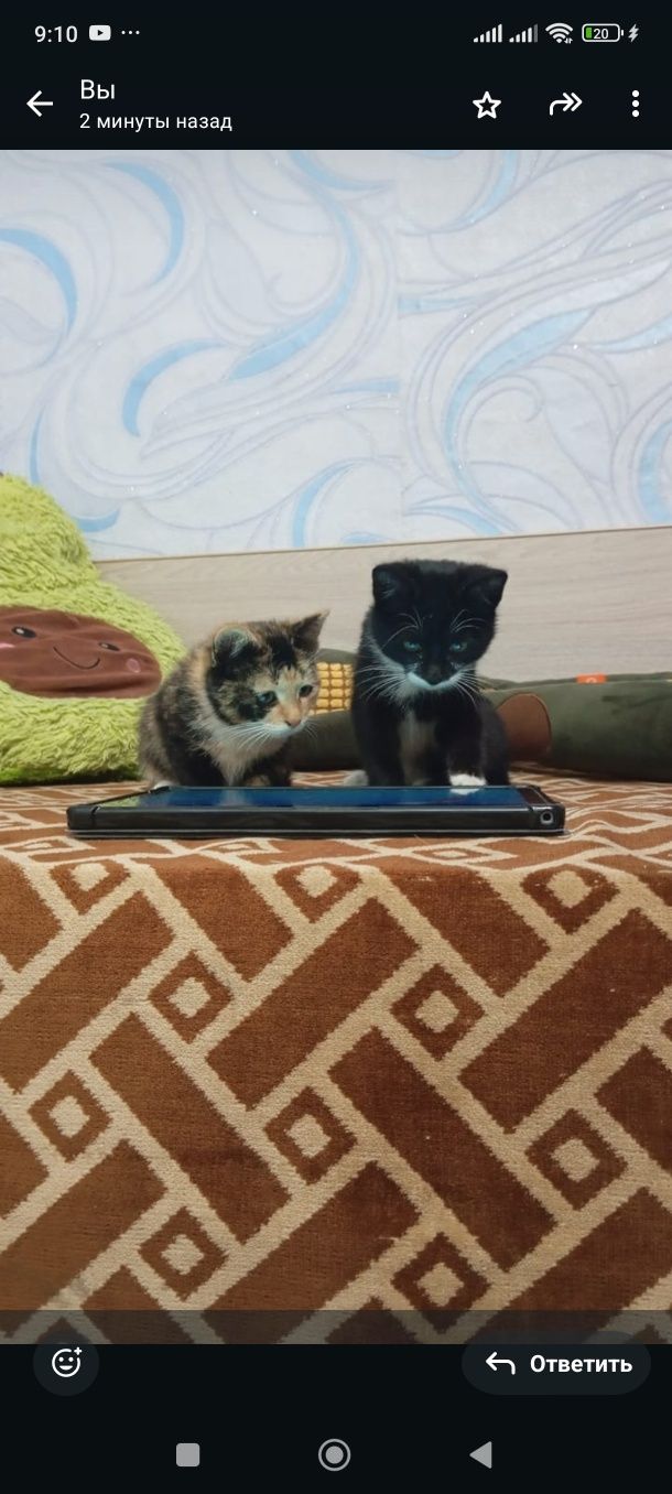 Котята в добрые руки