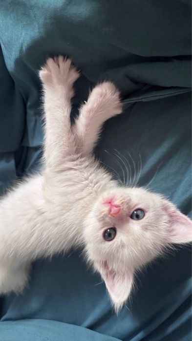 Котенок( девочка )