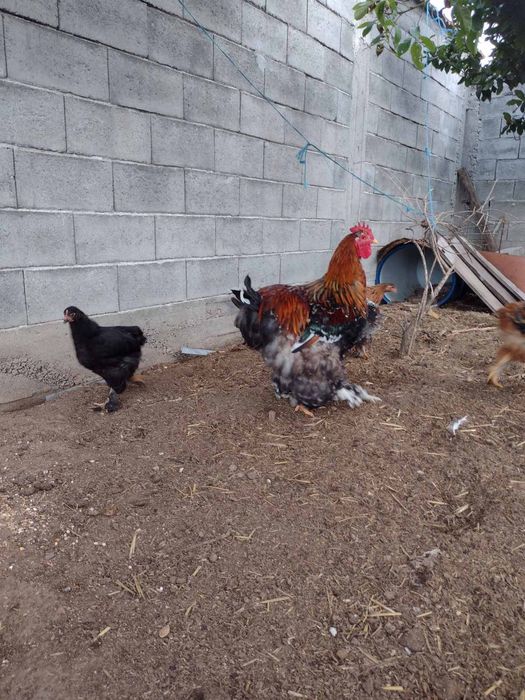 Петел порода кохин