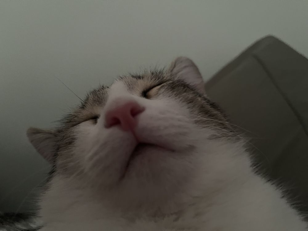 Котик ищет себе дом