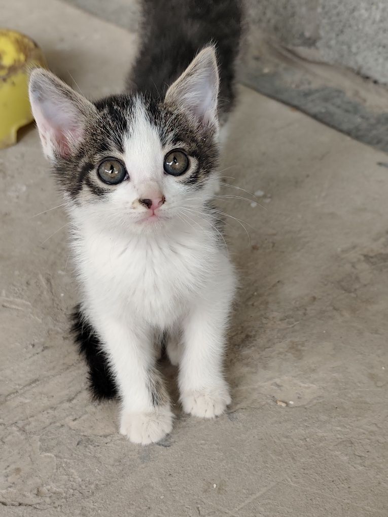 Отдам котят в хорошие руки бесплатно
