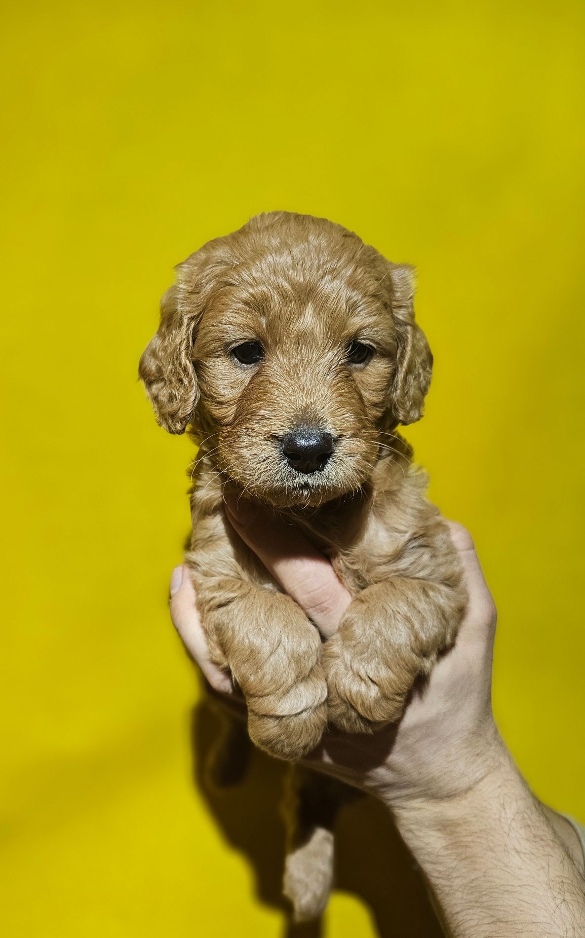 Cățeluși Maltipoo