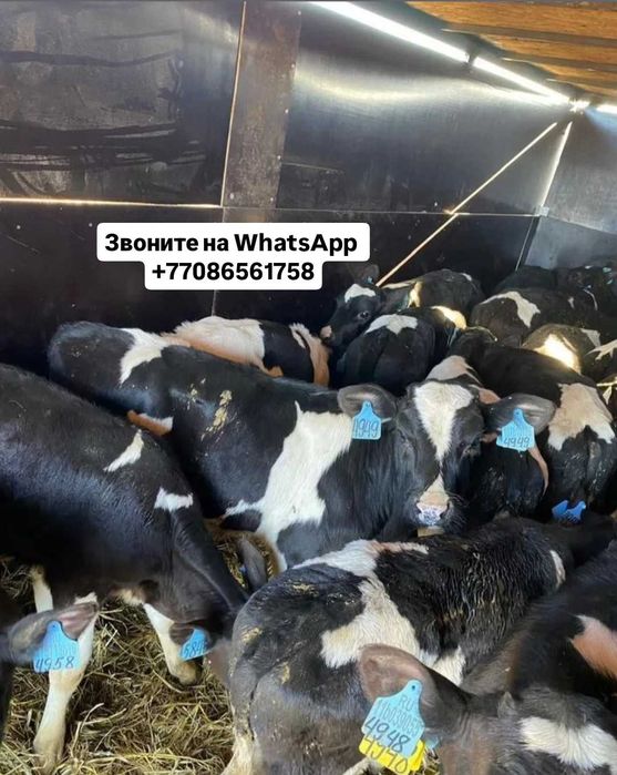 Продам бычки телята тёлочки ждз