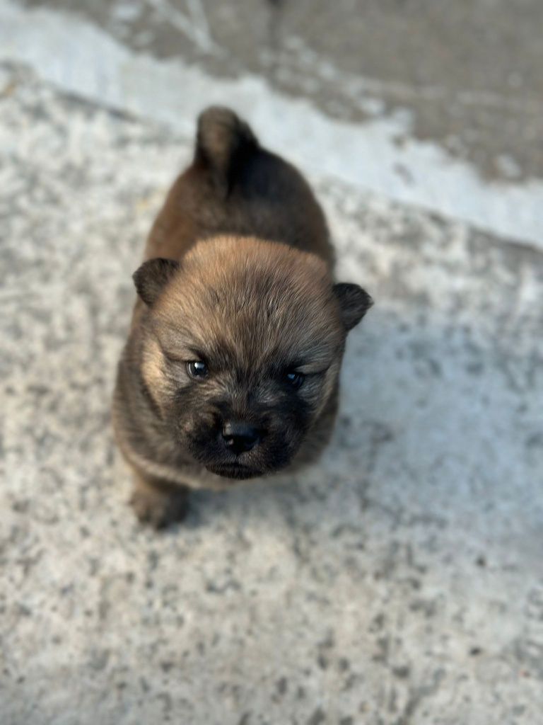 Vand pui Chow Chow