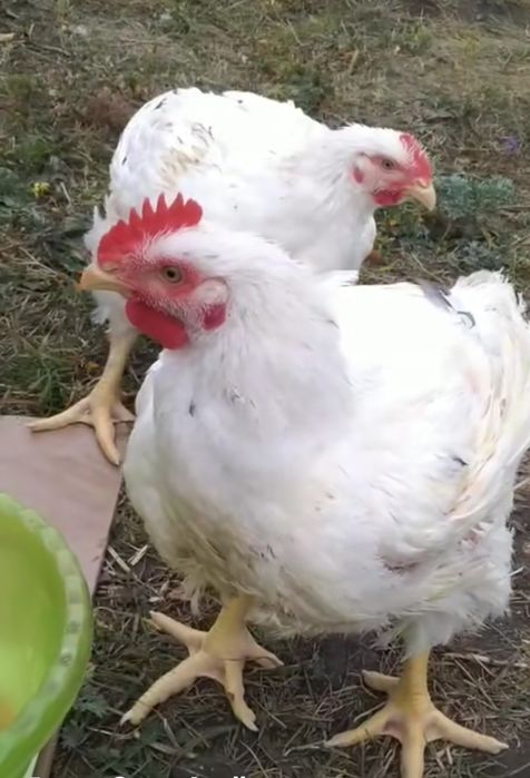 Продавам бройлери около 4 до 4 кг и половина за клане