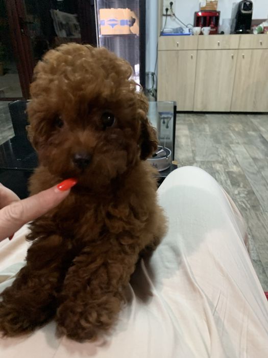 Pudel mini toy red