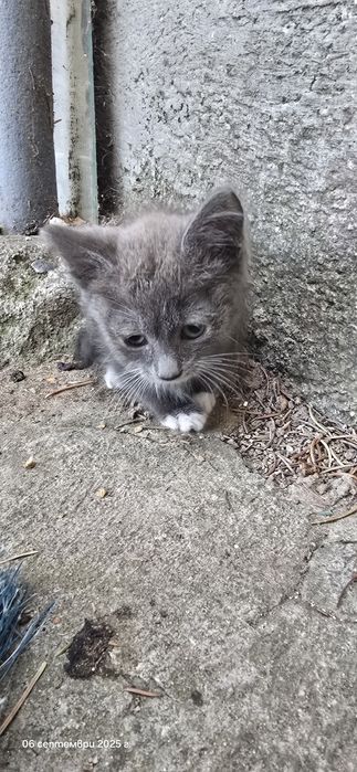 Котенца търсят дом