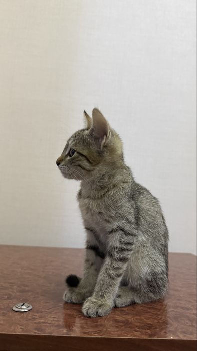 Котенок. Мушукча. девочка