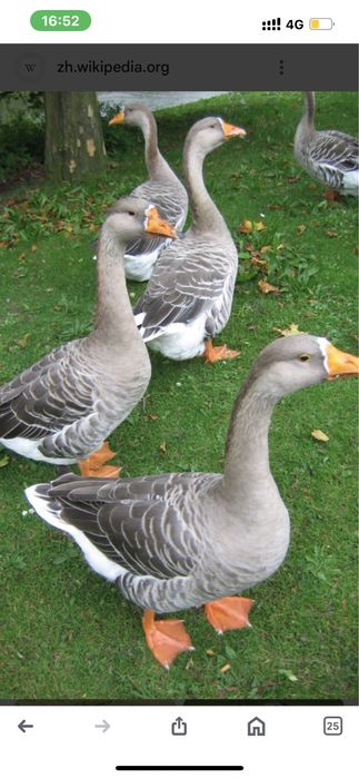 Қаз саттам 5 шт