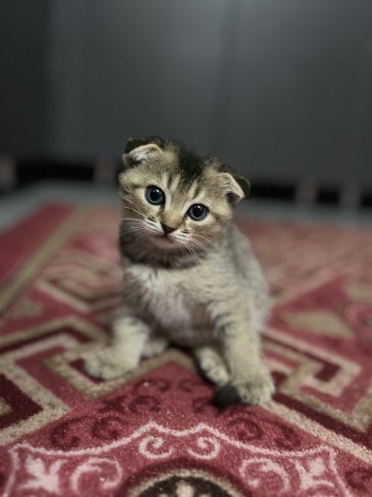 Вислоухий котенок девочка