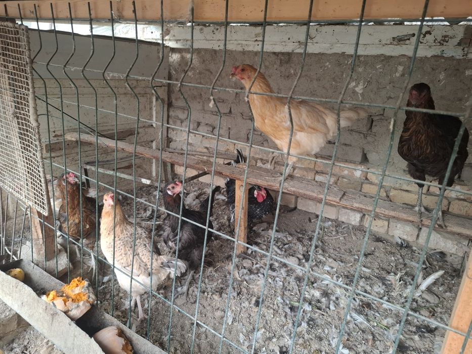 Хонаки товуклар сотилади