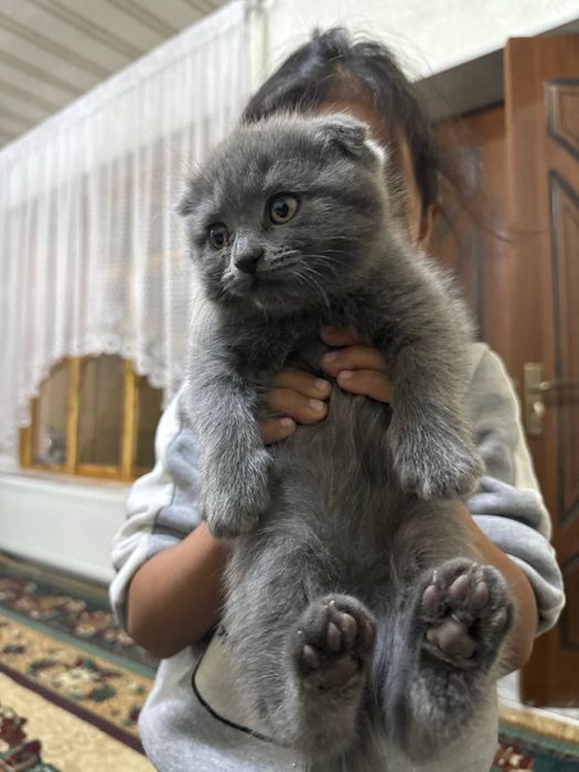 Skotish fold shatlanka sotiladi