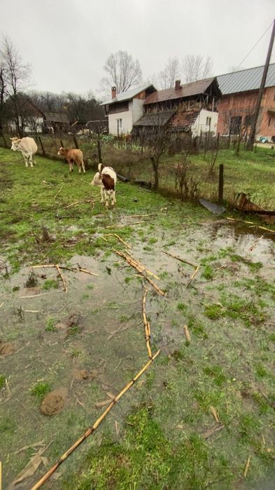 Vând doi vitei si o vitea