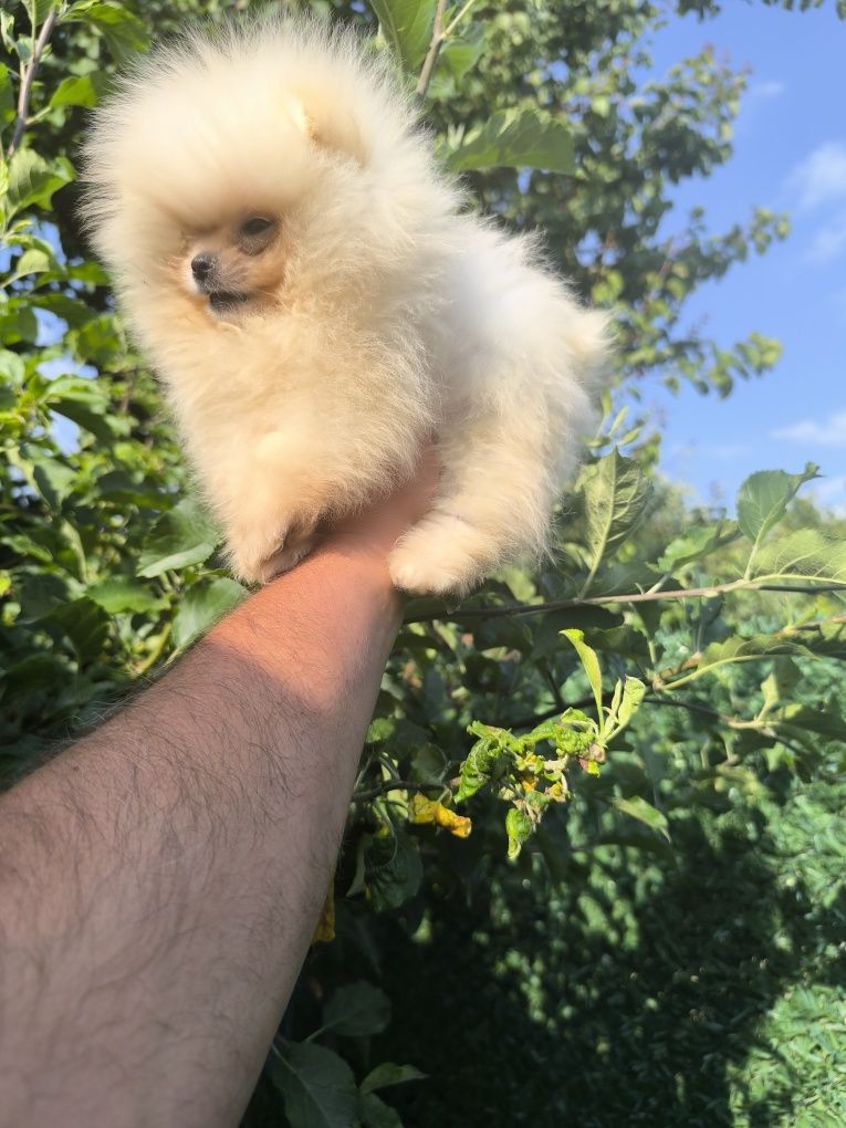 Мъжки померанчета