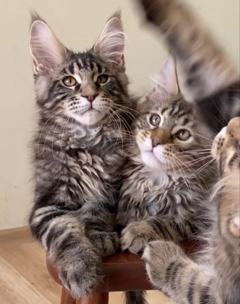 Котята мейнкун  из питомника