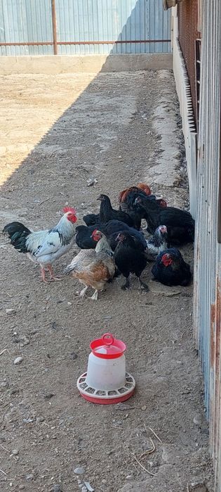 Куры домашние срочно