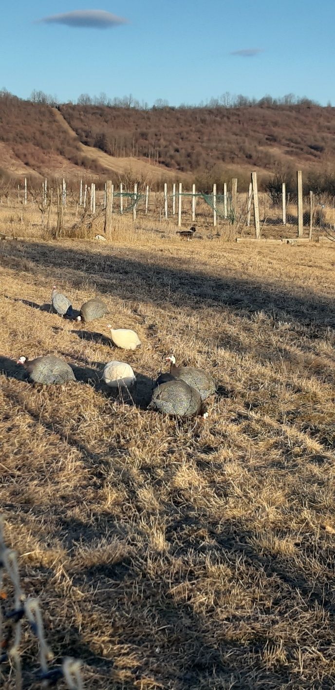 Oua de bibilică (câțe)