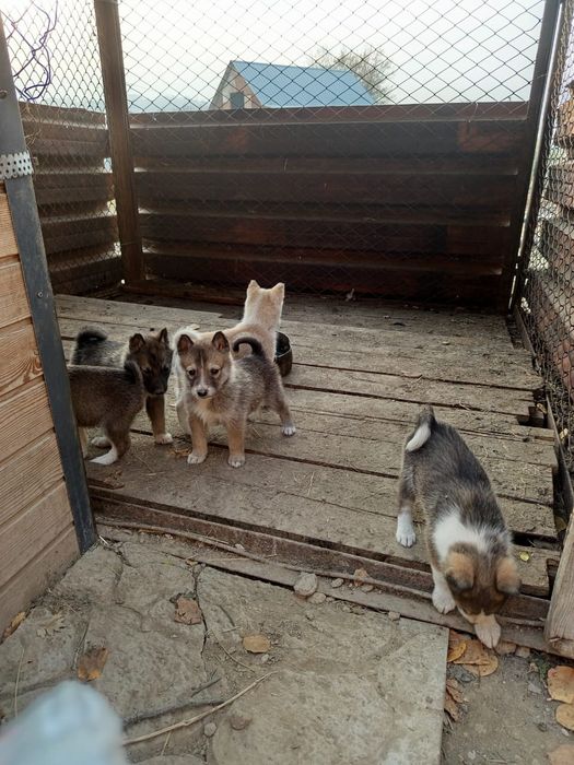 Продам шинков лайки заподники от хороших родителей