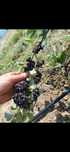 Vand fructe aronia