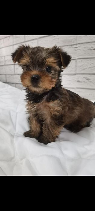 Yorkshire Terrier - baiat