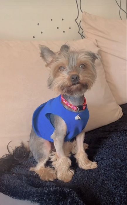 Йоркширски териер