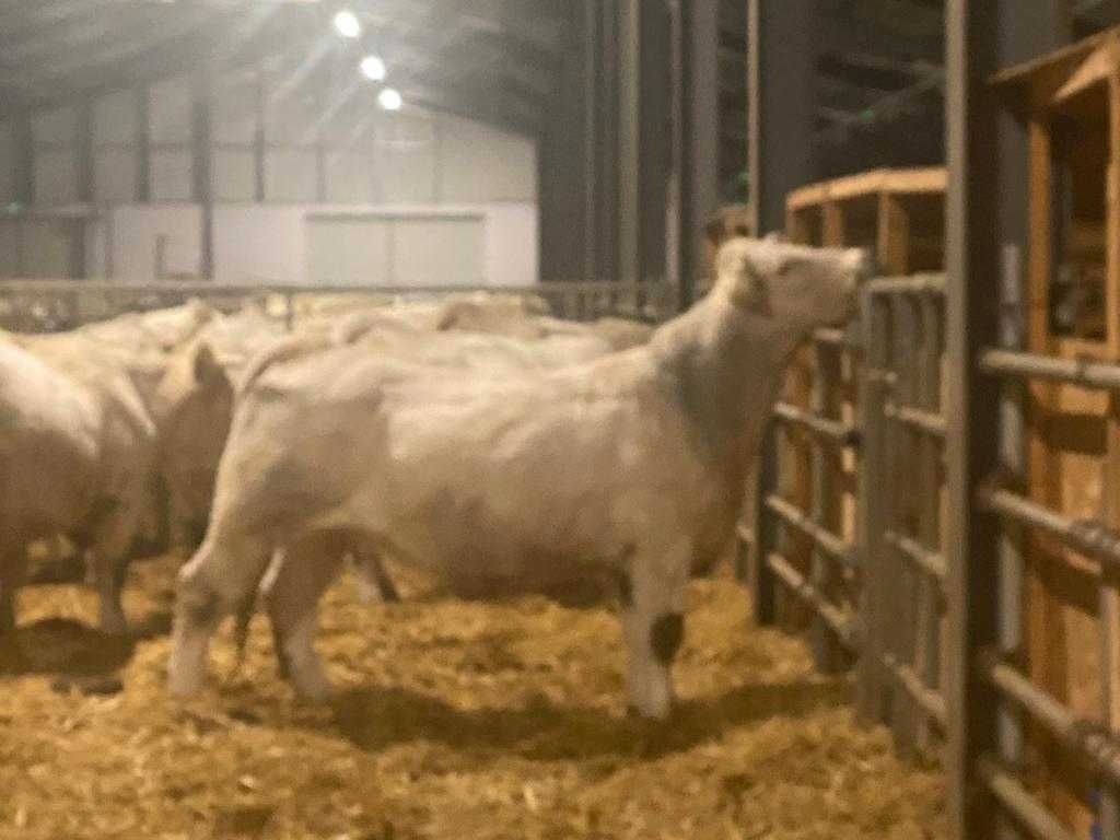 Vaci Charolaise la prima fatare cu vitel 3 luni