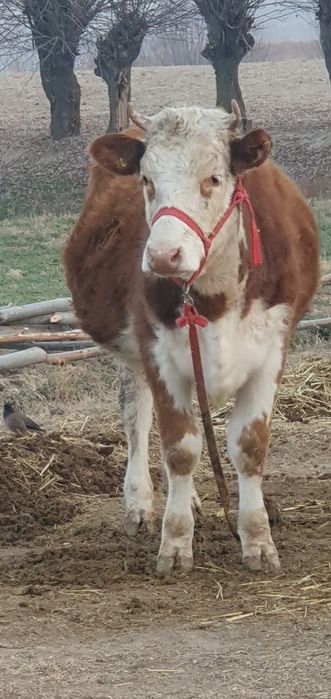 Semental mollar sotiladi